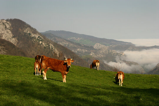 Vacas pastando en un prado en el Parque Nacional de los Picos de Europa, en Asturias (España).