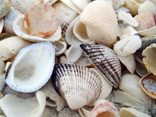 Bounty of Shells on Beaches ofSanibel Island, Florida, USA
