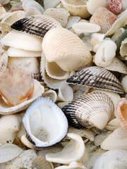 Shells Gathered on Beaches of Sanibel Island, Florida, USA