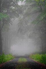 Forest path in mist and fog