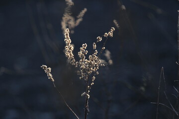 Last year's grass on the field