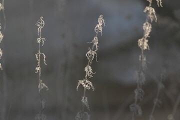 Last year's grass on the field