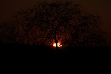 Sunset seen through the trees