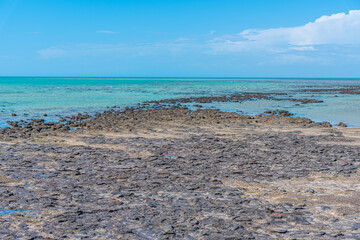 Stromatolites at Hamelin pool in Australia