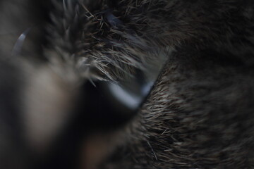 Close-up of cat's eye macro photo