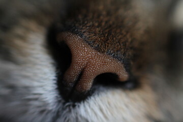 Close-up cat nose macro photo