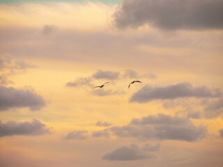Pelicans in the Sky, Sanibel Island, Florida, USA