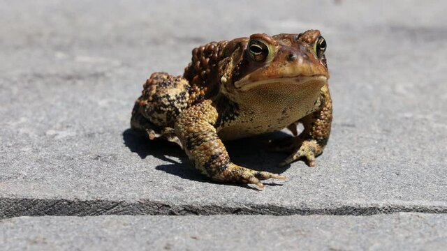 Bull Frog on Bluestone