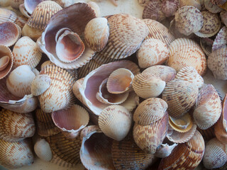 Shells Gathered on Beaches of Sanibel Island, Florida, USA