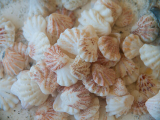 Shells Gathered on Beaches of Sanibel Island, Florida, USA