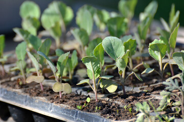 Seedlings of cabbage grown in plastic cassettes.