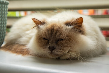 Gato de color blanco domestico durmiendo