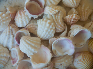 Shells Gathered on Beaches of Sanibel Island, Florida, USA