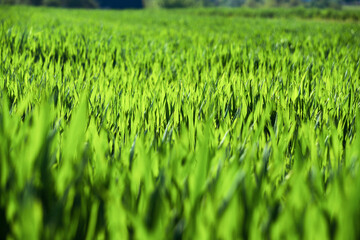 Juicy green spring grass. Abstract Summer background texture of colorful green high vegetation. soft focus. New close-up bright green grass in park or football pitch or golf yard.