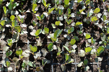 Seedlings of cabbage grown in plastic cassettes.