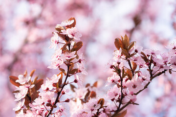 Cherry Blossom Floral Background Pattern