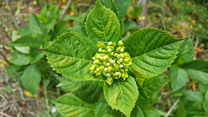 한국 제주도 산수국 꽃망울