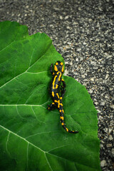 Dark and moody photo of Fire Salamander with beautiful yellow-orange spots on the green leaf. Folk green toned image of fire salamander walking on the road with big leaf on background.