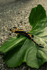 Dark and moody photo of Fire Salamander with beautiful yellow-orange spots on the green leaf. Folk green toned image of fire salamander walking on the road with big leaf on background.