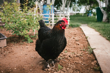 Free range breeding of hens. Portrait of illuminated hen (New Hampshire hen) standing and feeding on green grass - eyes level shot. Cute and beautiful hen posing to camera during the walking on farm.