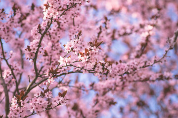 Obraz premium Cherry Blossoms Against A Blue Sky Background