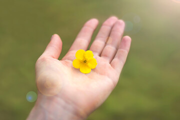 Female hand give yellow flower on green background. Symbol of generosity, hope, gift, care. Soulful...