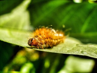 Brown caterpillar, larvae of Knot Grass Moth. Insect on green leaf. Acronicta rumicis caterpillar on green leaf. Close-up photo. Photo taken in garden in central Poland. Sunlight, vivid colors.