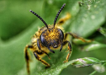 macro of a bee
