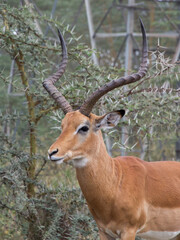Wild Life