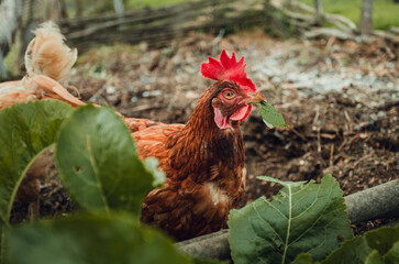 Free range breeding of hens. Portrait of illuminated hen (New Hampshire hen) standing and feeding on green grass - eyes level shot. Cute and beautiful hen posing to camera during the walking on farm.