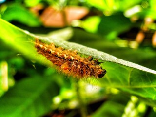 Brown caterpillar, larvae of Knot Grass Moth. Insect on green leaf. Acronicta rumicis caterpillar on green leaf. Close-up photo. Photo taken in garden in central Poland. Sunlight, vivid colors.