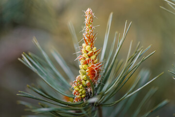 Flowering pine. How the pine blossoms. Flowering coniferous trees.