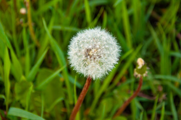 White fluffy dandelion in spring green grass
