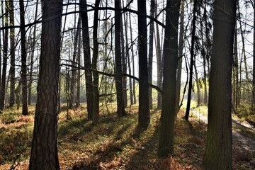 Wschód słońca w lesie