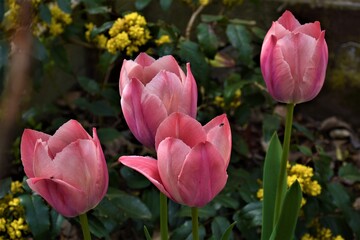 Różowe tulipany   