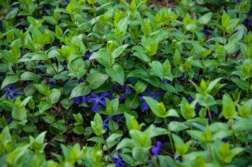 Beautiful small blue flowers in the grass close-up