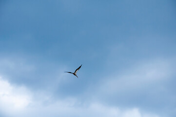 Birds fly against the blue sky and white clouds. Beautiful natural background.