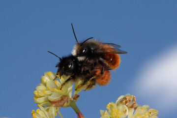A mating pair of mason bees (Osmia, Family Megachilidae)