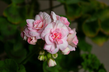 Obraz premium Pink beautiful flowers of the zonal pelargonium cultivar Princess Grace on a background of green leaves.