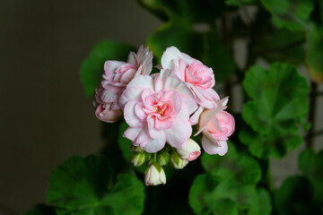 Obraz premium Beautiful pink flowers and buds of the zonal pelargonium cultivar Princess Grace on a background of green leaves close-up.