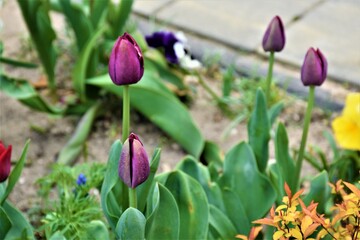 Fioletowe tulipany 