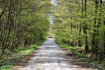 Fototapeta premium Utwardzona droga w lesie 