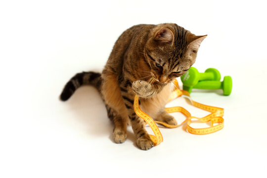 Adult spotted and striped cat with green dumbbells. Active strong healthy cat, useful and proper nutrition for Pets, food for active cats. White background with space for text