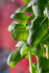 fresh basil with red background 