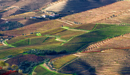 Aerial view of the terraces of vineyards and olive trees in the Douro Valley near the village of Pinhao, Portugal, Europe