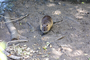 Nutria on banks of the canal. Wild nutria in Germany