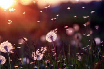 natural background with white fluffy dandelions and light seeds flying in the light of a Golden sunset