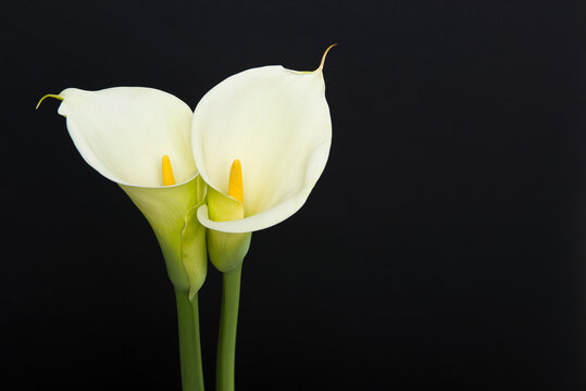 Two blooming calla lilly flowers on a black background with copy space