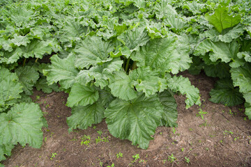 Agricultural field with close up of rhubarb plant  from a high angle view