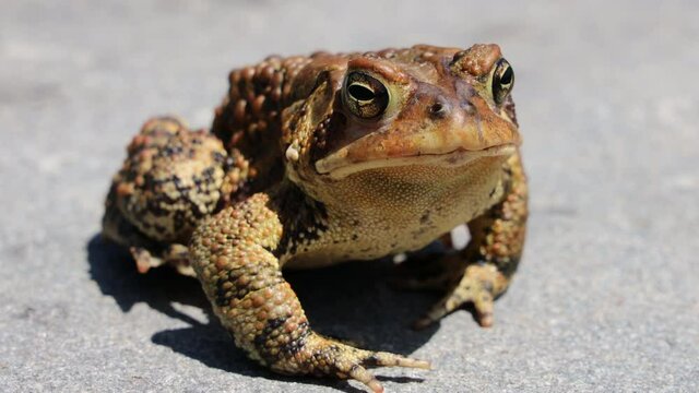 Close-up of Bull Frog on Bluestone 4K